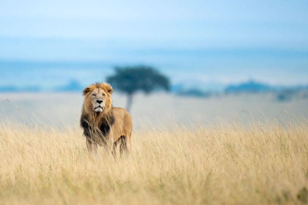马赛马拉至内罗毕